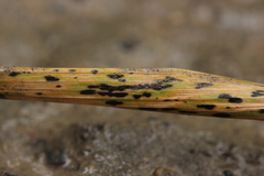 Phyllachora graminis