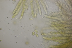 Phyllachora graminis