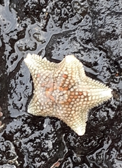 Asterina phylactica