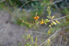 Lonicera subspicata subspicata