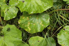 Puccinia poarum