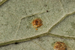 Puccinia poarum