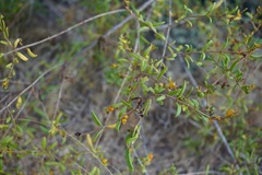 Lonicera subspicata subspicata