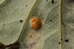 Puccinia poarum