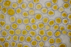 Puccinia poarum
