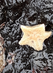 Asterina phylactica