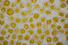 Puccinia poarum