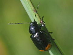 Cryptocephalus biguttatus
