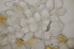 Puccinia poarum