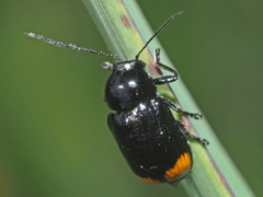 Cryptocephalus biguttatus