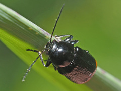 Cryptocephalus biguttatus