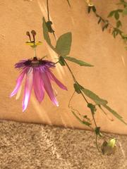 Passiflora amethystina × caerulea
