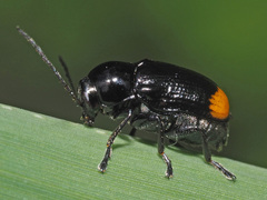 Cryptocephalus biguttatus