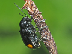 Cryptocephalus biguttatus