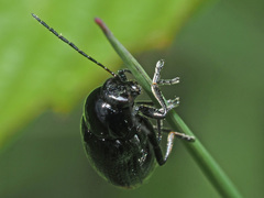 Cryptocephalus biguttatus