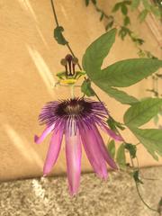 Passiflora amethystina × caerulea