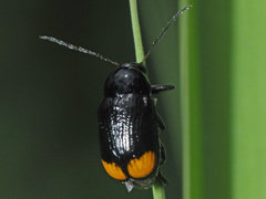 Cryptocephalus biguttatus