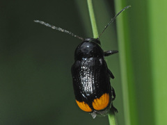 Cryptocephalus biguttatus