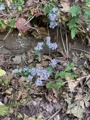 Symphyotrichum