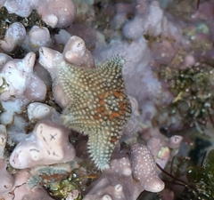 Asterina phylactica
