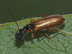 Rhagonycha testacea