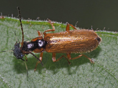 Rhagonycha testacea