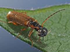 Rhagonycha testacea