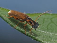 Rhagonycha testacea