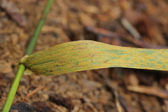 Puccinia coronata