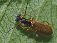 Rhagonycha testacea