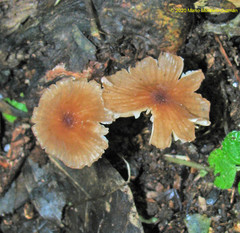 Marasmius berteroi