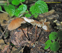 Marasmius berteroi