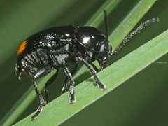 Cryptocephalus biguttatus