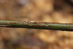 Puccinia graminis