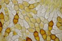 Puccinia graminis
