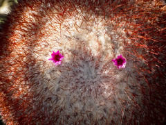 Melocactus andinus hernandezii