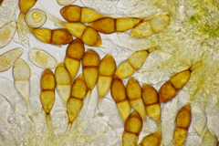 Puccinia graminis
