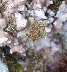 Asterina phylactica