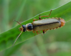 Metacantharis clypeata