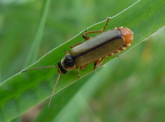 Metacantharis clypeata