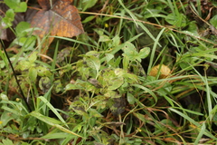 Puccinia menthae