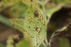 Puccinia menthae