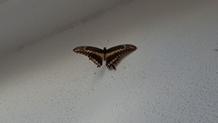 Papilio ornythion ornythion