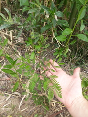 Albizia inundata