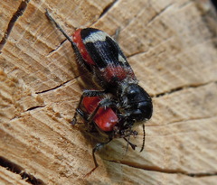 Clerus mutillarius