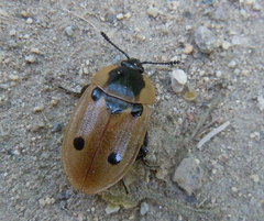 Dendroxena quadrimaculata