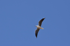 Chroicocephalus cirrocephalus