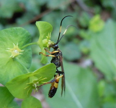 Ichneumon confusor