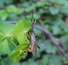 Ichneumon confusor