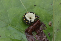 Tenthredo mandibularis